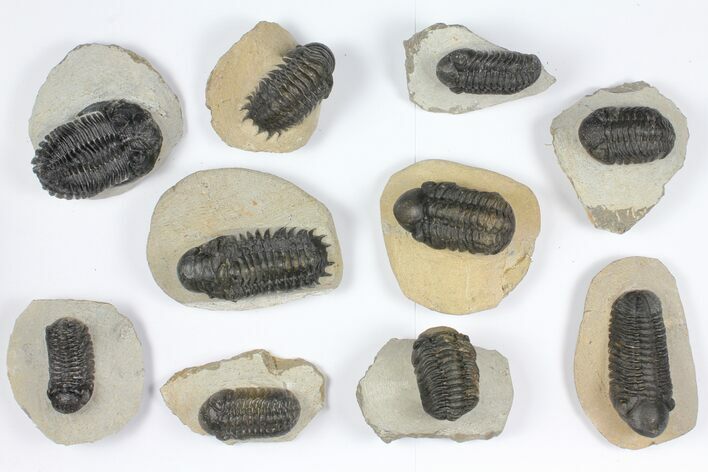 Lot: Assorted Devonian Trilobites - Pieces #92163